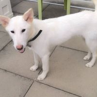 3 jeunes berger croisé très affectueux à adopter #0
