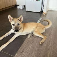 3 jeunes berger croisé très affectueux à adopter #4
