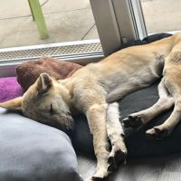 3 jeunes berger croisé très affectueux à adopter #5