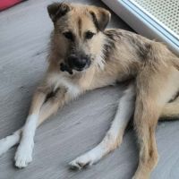 3 jeunes berger croisé très affectueux à adopter #8