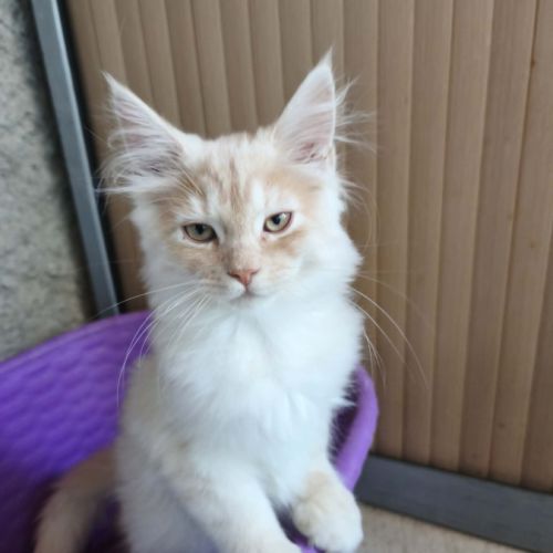 Les « canada dry » du maine coon #2
