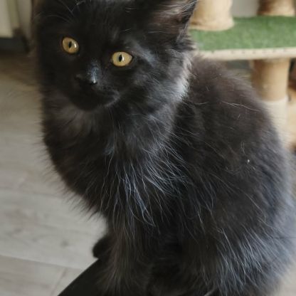 Les « canada dry » du maine coon #4