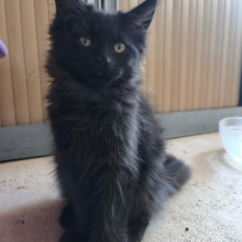 Les « canada dry » du maine coon #0