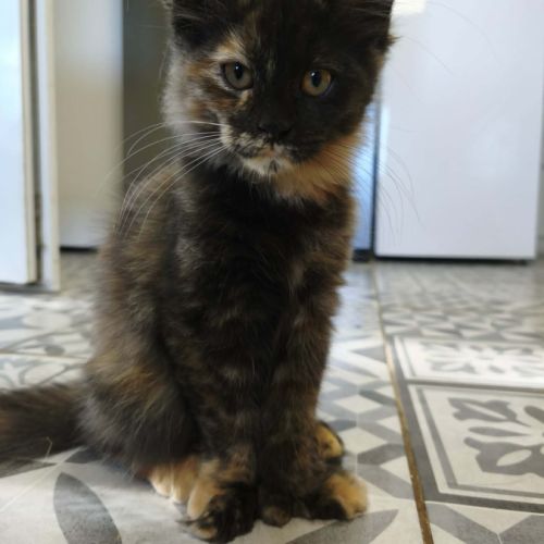 Les « canada dry » du maine coon #6