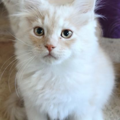Les « canada dry » du maine coon #8