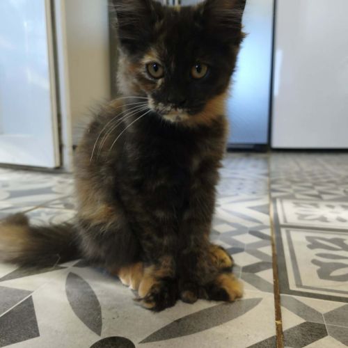 Les « canada dry » du maine coon #9