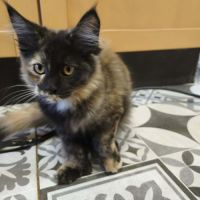 Les « canada dry » du maine coon #1