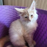 Les « canada dry » du maine coon #3