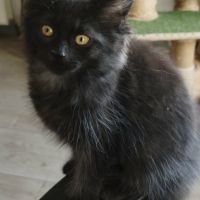 Les « canada dry » du maine coon #4