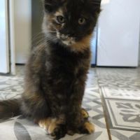 Les « canada dry » du maine coon #6