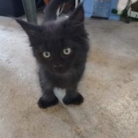 Les « canada dry » du maine coon #7