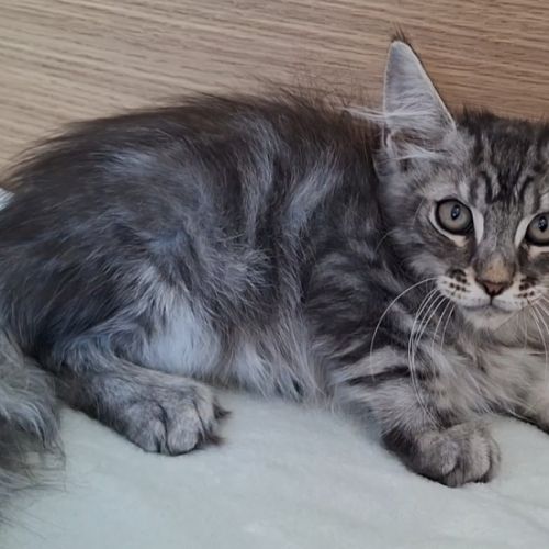 Chaton mâle maine coon loof #0