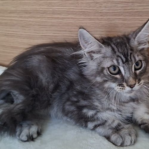 Chaton mâle maine coon loof #2