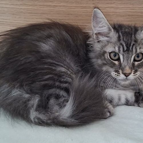 Chaton mâle maine coon loof #3