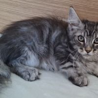 Chaton mâle maine coon loof