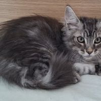 Chaton mâle maine coon loof #3