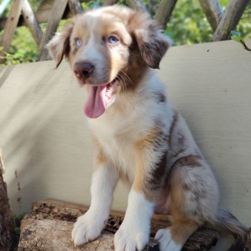 Magnifiques chiots bergers australiens lof #1