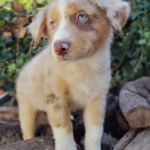 Magnifiques chiots bergers australiens lof #0