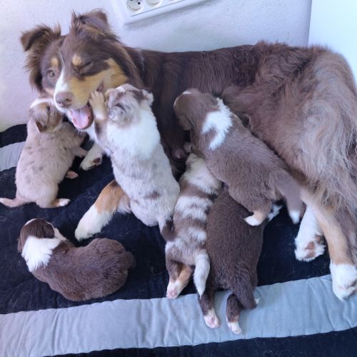 Magnifiques chiots bergers australiens lof #5