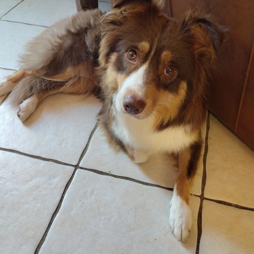 Magnifiques chiots bergers australiens lof #7