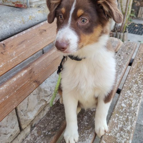 Magnifiques chiots bergers australiens lof #9