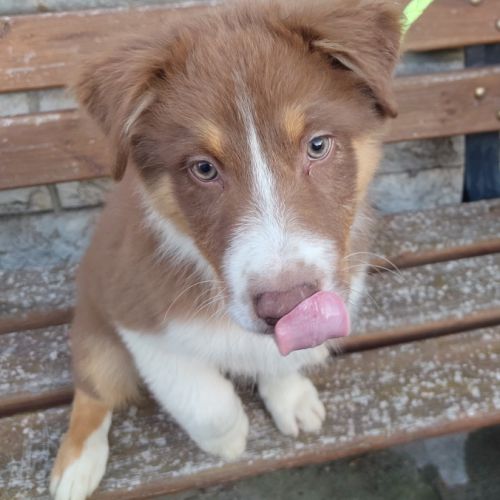 Magnifiques chiots bergers australiens lof #10