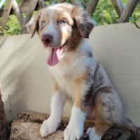 Magnifiques chiots bergers australiens lof #1