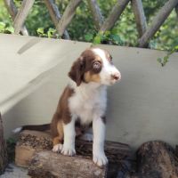 Magnifiques chiots bergers australiens lof #2