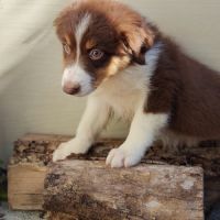 Magnifiques chiots bergers australiens lof #3