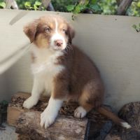 Magnifiques chiots bergers australiens lof #4