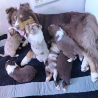Magnifiques chiots bergers australiens lof #5