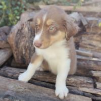 Magnifiques chiots bergers australiens lof #6