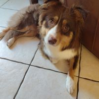 Magnifiques chiots bergers australiens lof #7