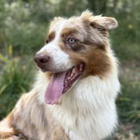 Magnifiques chiots bergers australiens lof #8