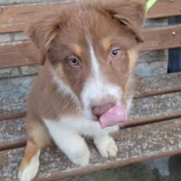 Magnifiques chiots bergers australiens lof #10