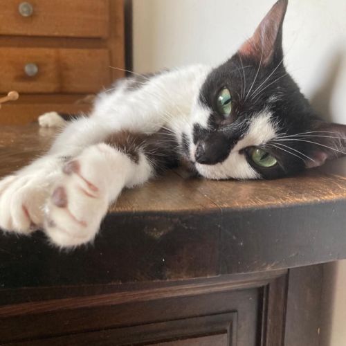 Juliette jeune chatte affectueuse et douce #2
