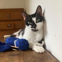 Juliette jeune chatte affectueuse et douce