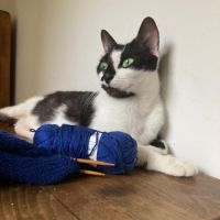 Juliette jeune chatte affectueuse et douce #3