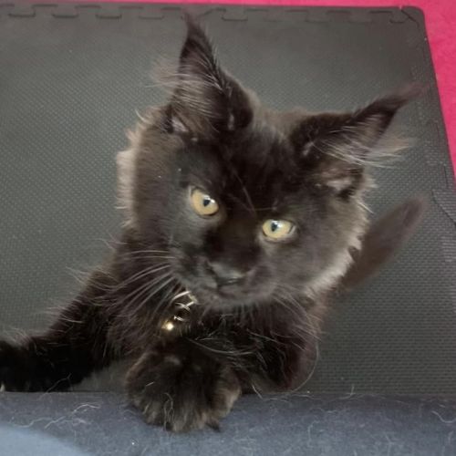 Magnifique maine coon black smoke loof #2