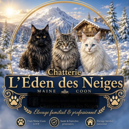 Magnifique maine coon black smoke loof #5