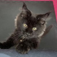 Magnifique maine coon black smoke loof #2