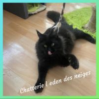 Magnifique maine coon black smoke loof