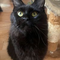 Magnifique maine coon black smoke loof #4