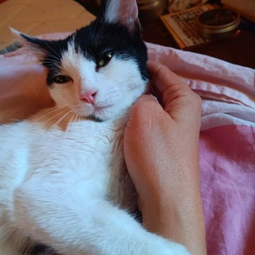 Mishima, adorable chaton à l'adoption #1