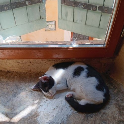 Mishima, adorable chaton à l'adoption #2
