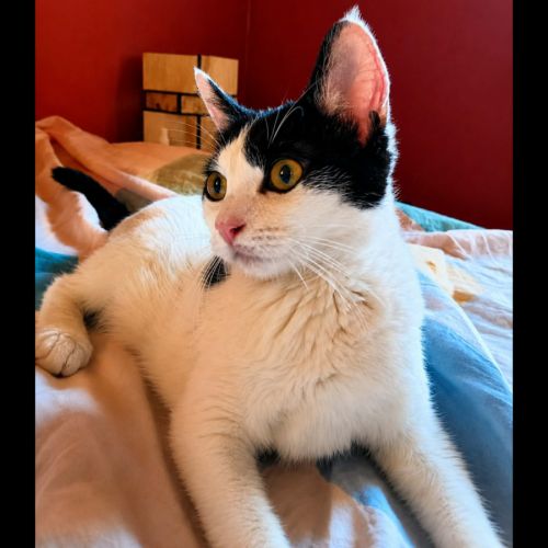 Mishima, adorable chaton à l'adoption #0