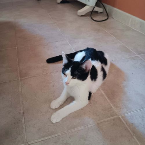 Mishima, adorable chaton à l'adoption #5
