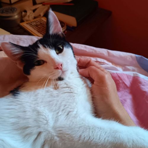Mishima, adorable chaton à l'adoption #6
