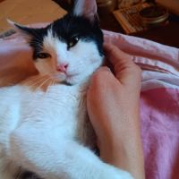 Mishima, adorable chaton à l'adoption #1