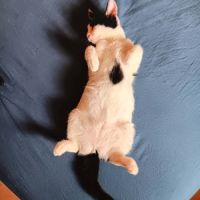 Mishima, adorable chaton à l'adoption #4